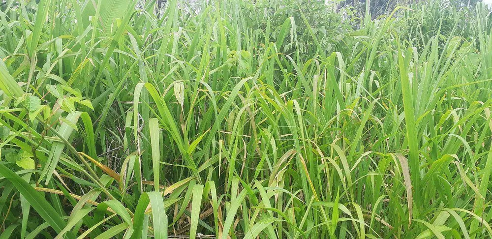 Fazenda à venda, 127240000M2 - Foto 3