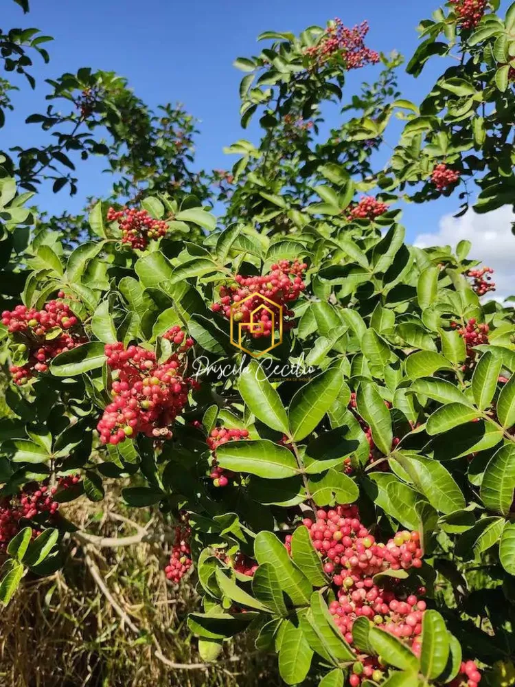 Chácara, 3 quartos, 5000 m² - Foto 33