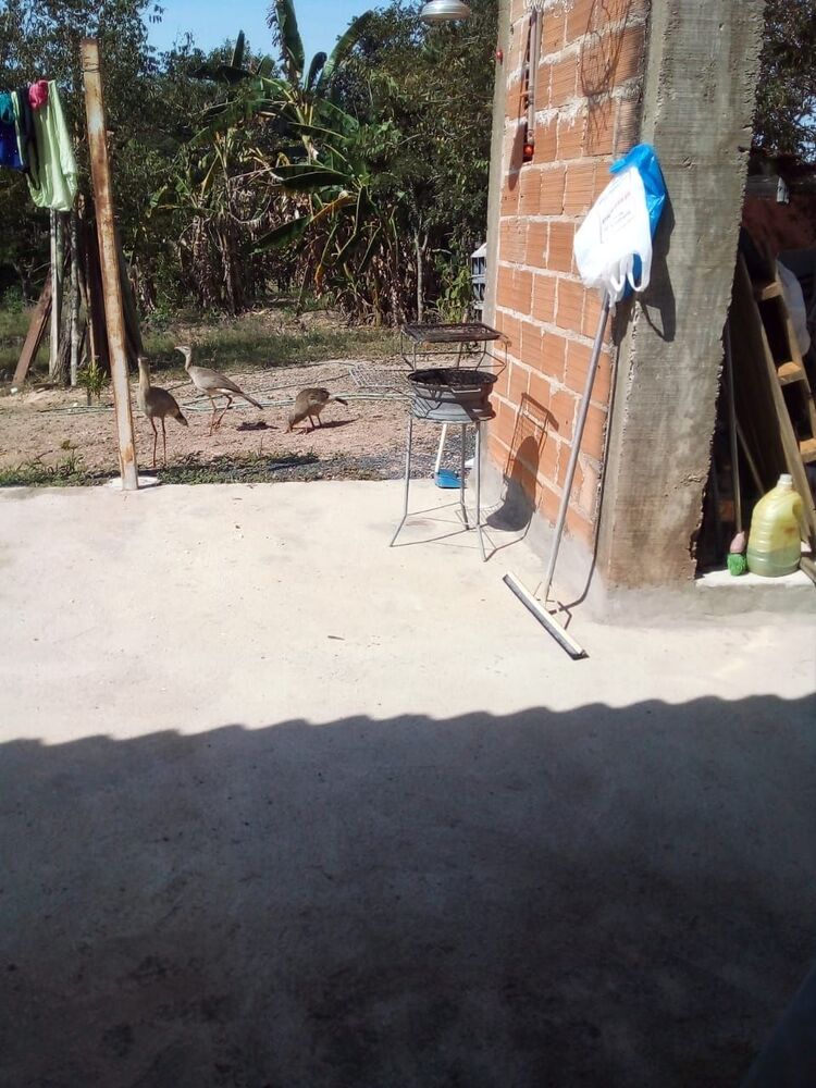 Chácara, 3 quartos, 1800 m² - Foto 6