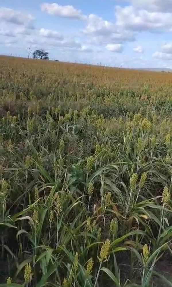 Fazenda, 1225 hectares - Foto 1