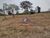Chácara, 7 hectares - Foto 4