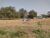 Chácara, 7 hectares - Foto 3