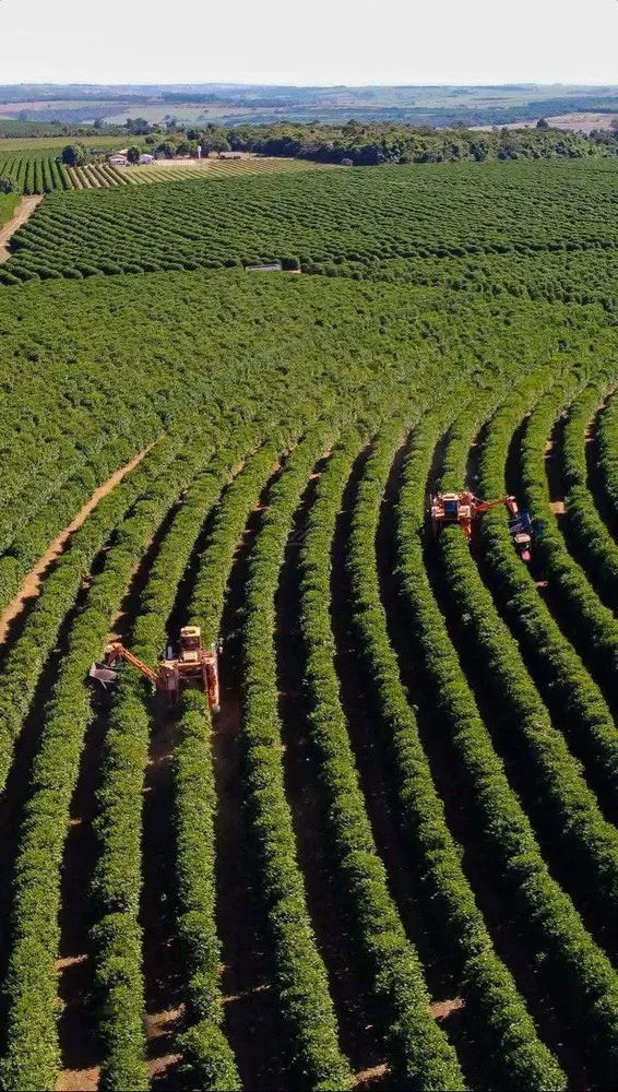 Fazenda, 1800 hectares - Foto 6