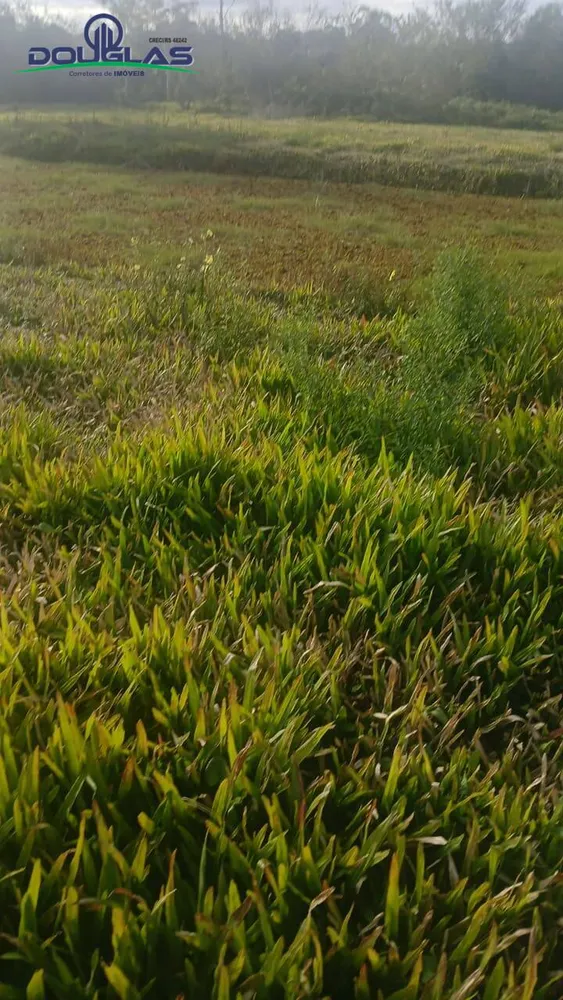 Terreno, 3 hectares - Foto 3