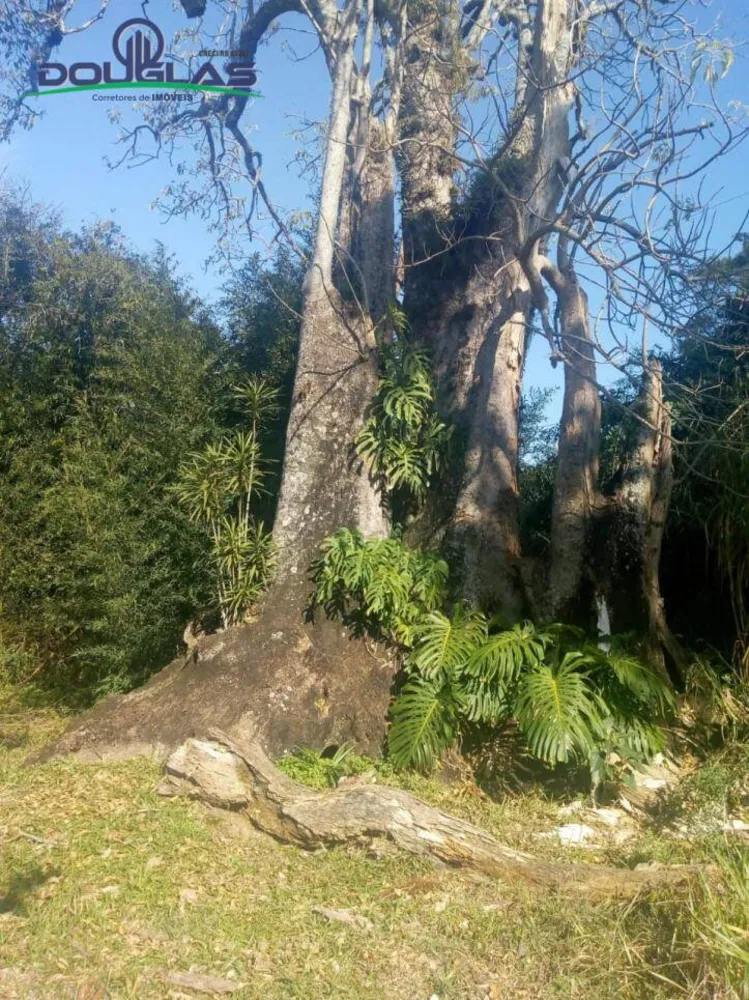 Sítio, 2 quartos, 40 hectares - Foto 12