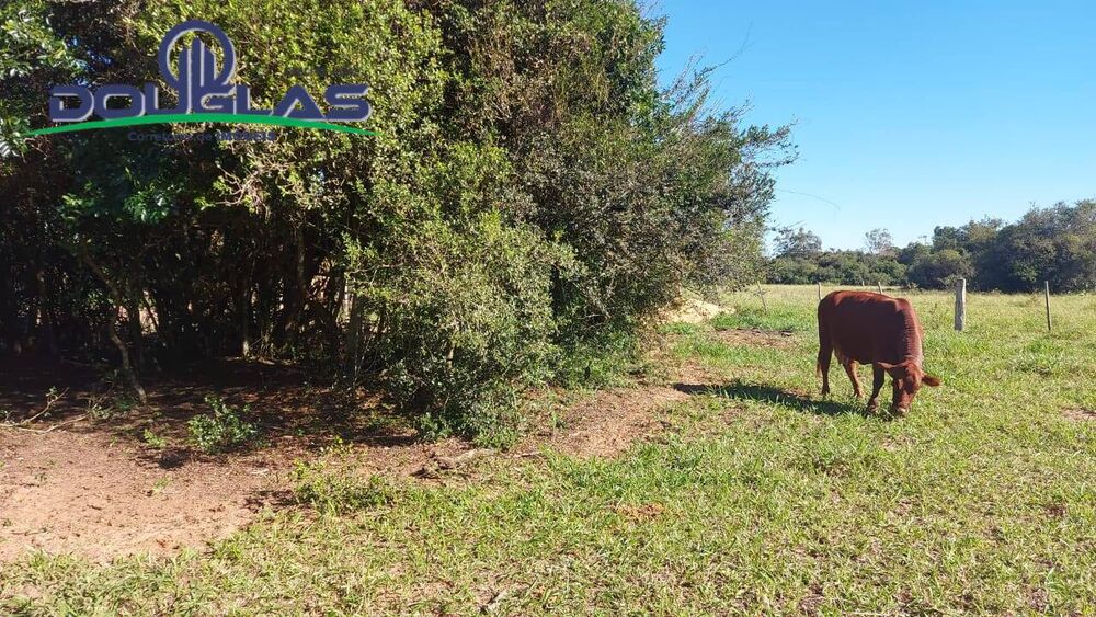 Sítio à venda com 3 quartos, 10000m² - Foto 4