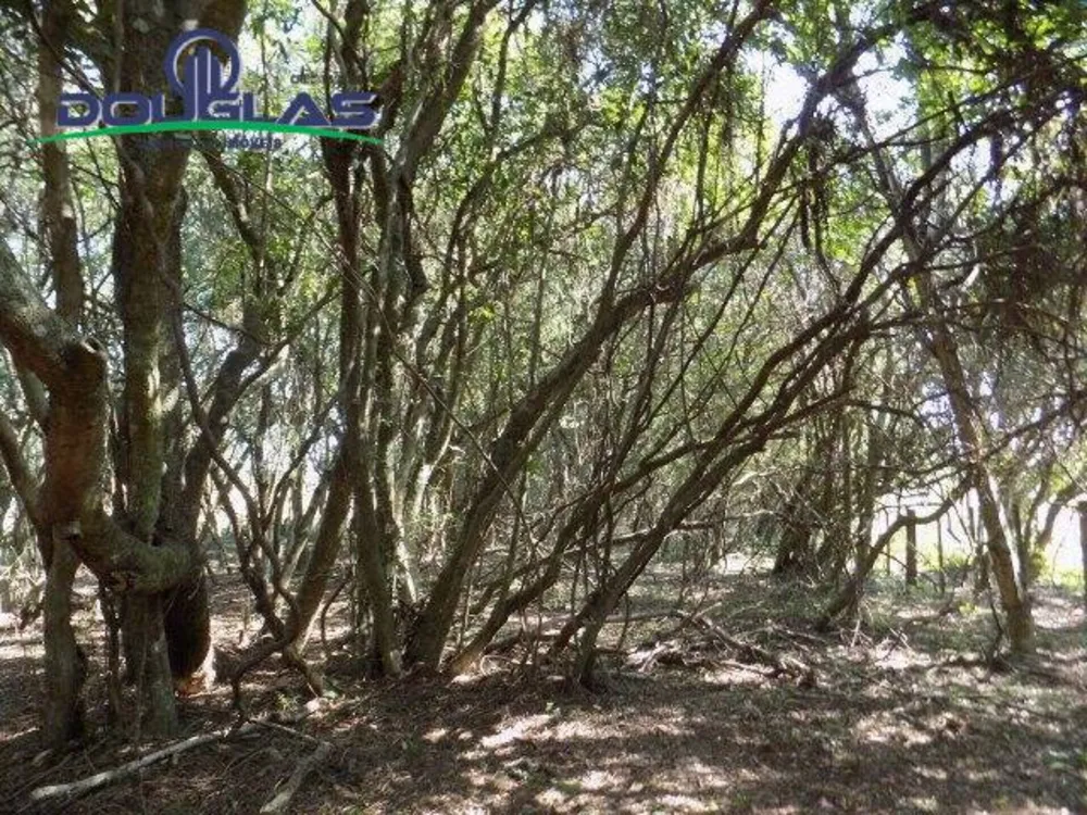Terreno, 2 hectares - Foto 4