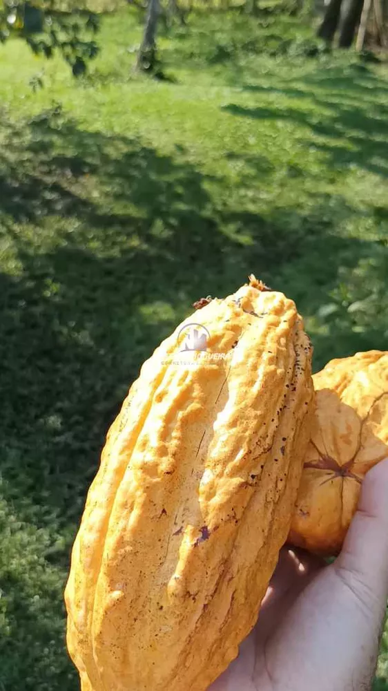 Chácara, 3 quartos, 7900 m² - Foto 9