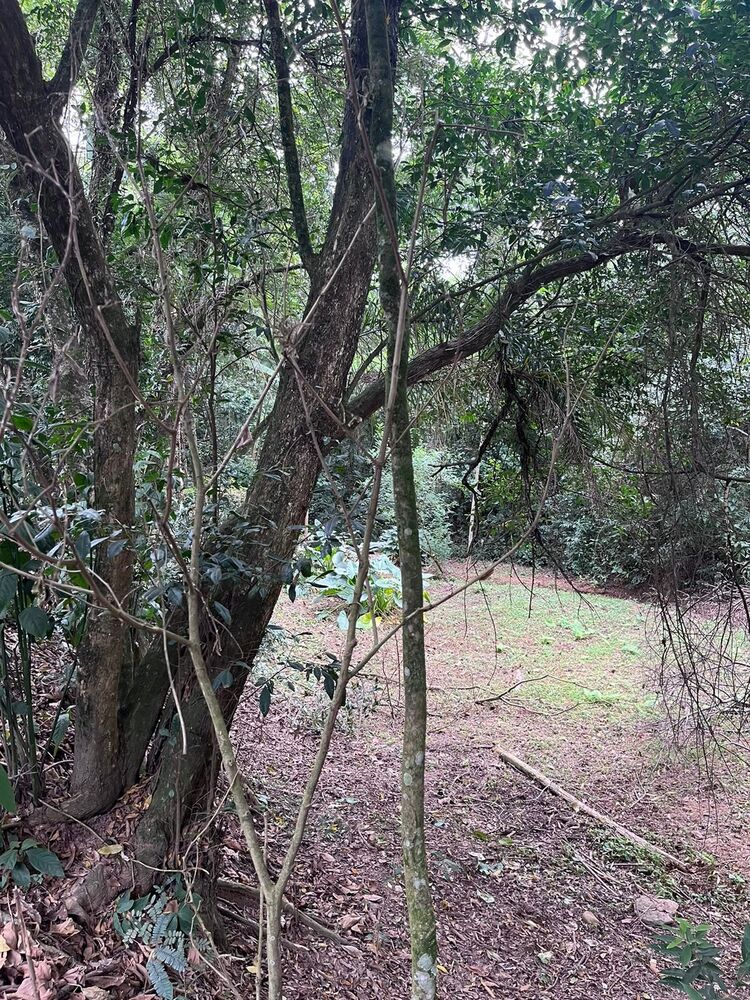 Chácara, 2 quartos, 1 hectares - Foto 8