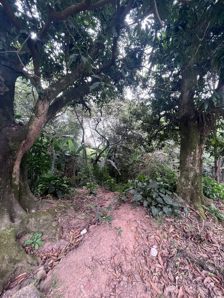 Chácara, 2 quartos, 1 hectares - Foto 13