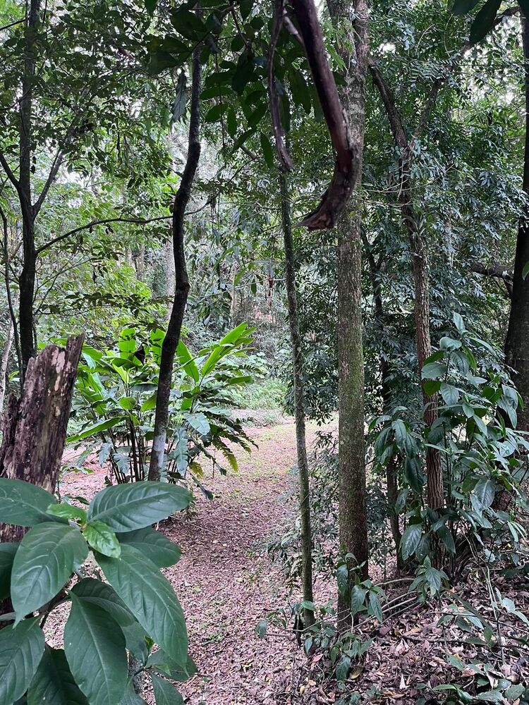 Chácara, 2 quartos, 1 hectares - Foto 6