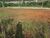 Terreno - Foto 1