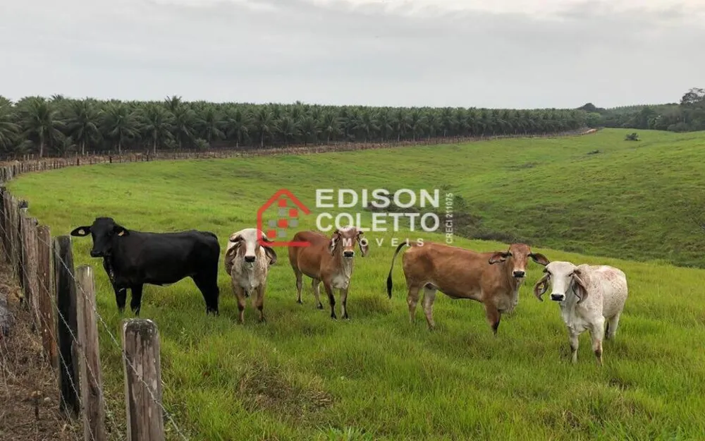 Fazenda, 600 hectares - Foto 12