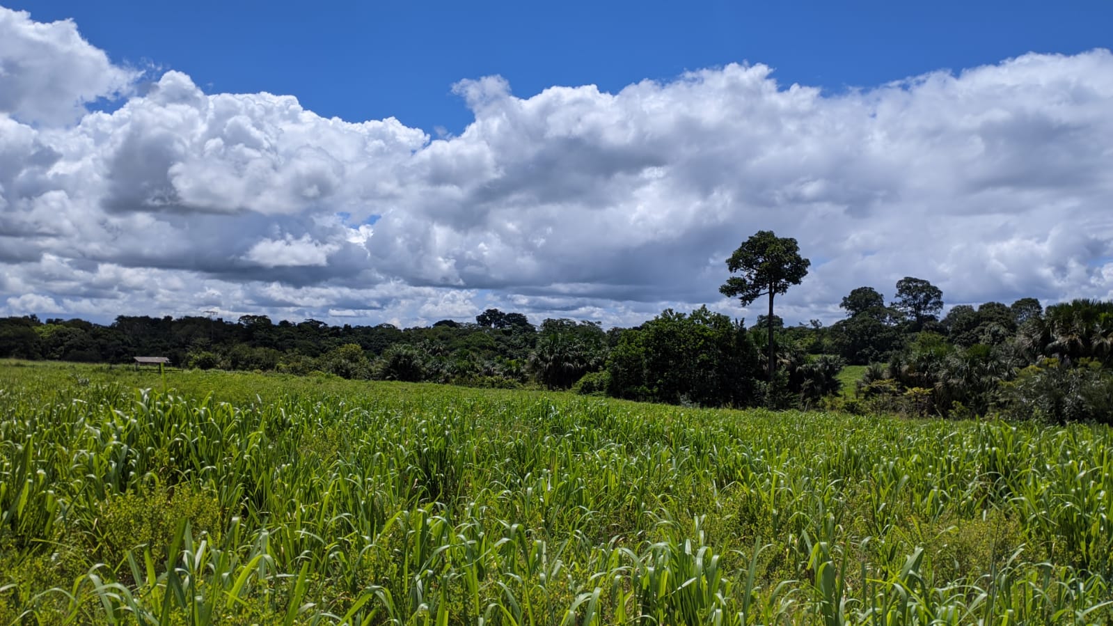 Fazenda à venda com 3 quartos, 375m² - Foto 19