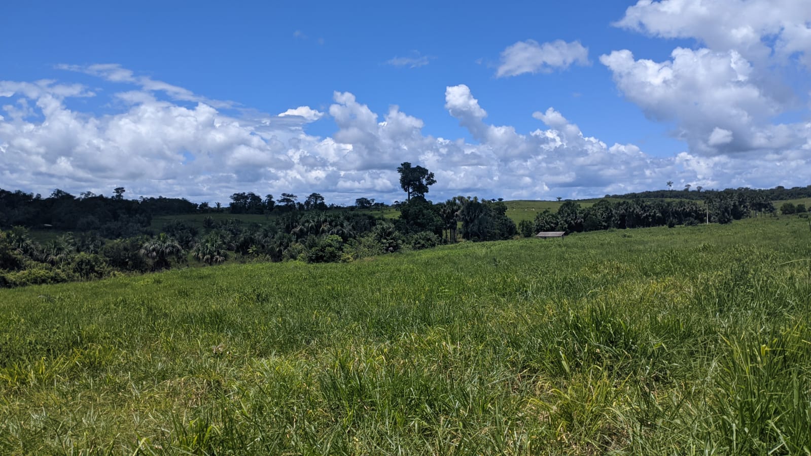 Fazenda à venda com 3 quartos, 1800m² - Foto 8