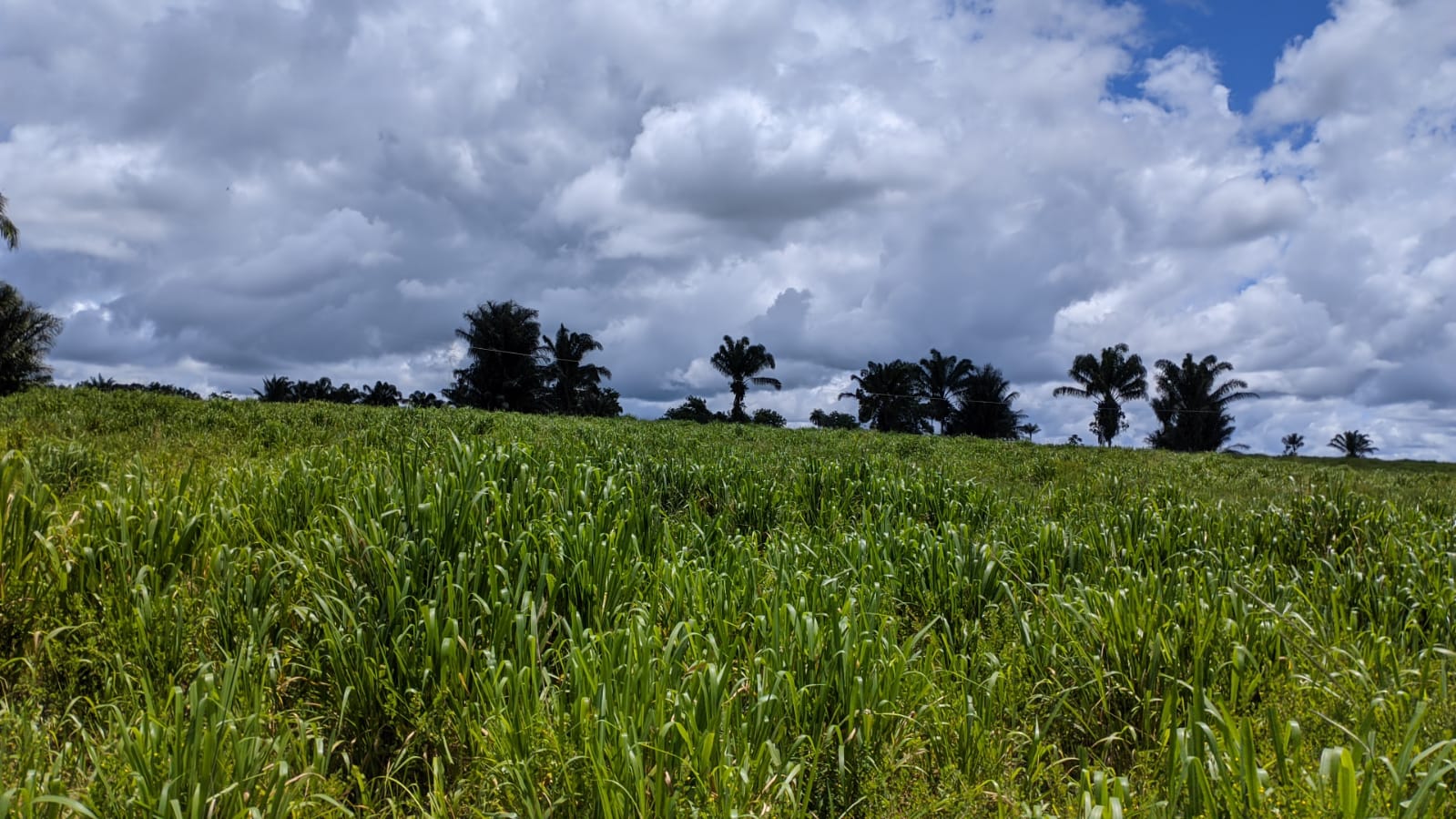 Fazenda à venda com 3 quartos, 1800m² - Foto 3