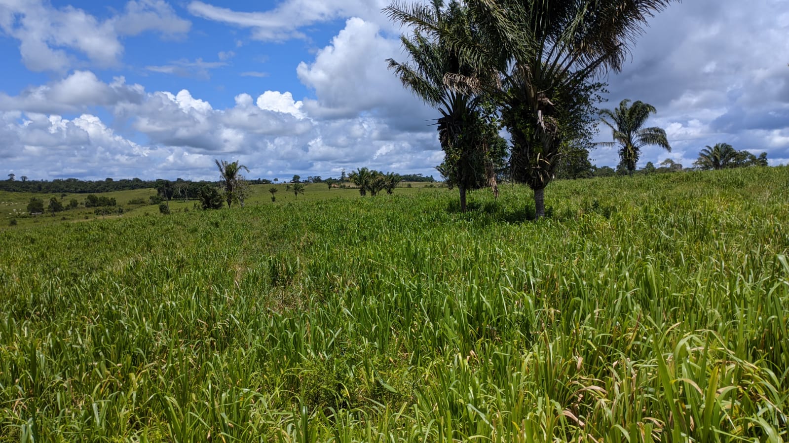 Fazenda à venda com 3 quartos, 1800m² - Foto 2