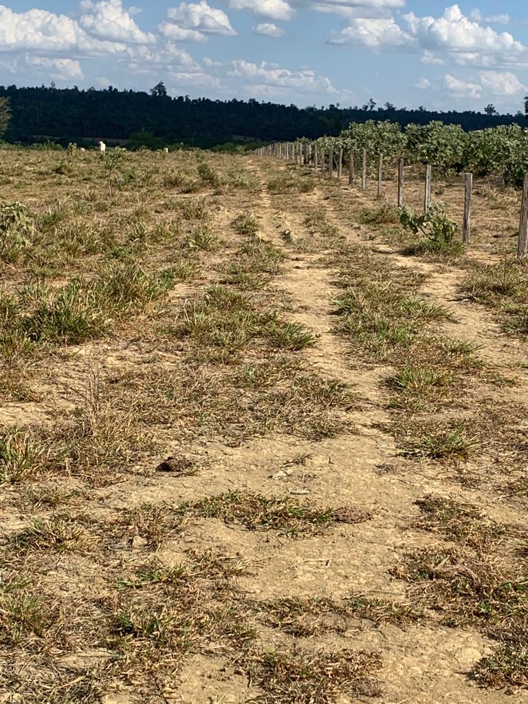 Fazenda à venda com 5 quartos, 1815m² - Foto 7