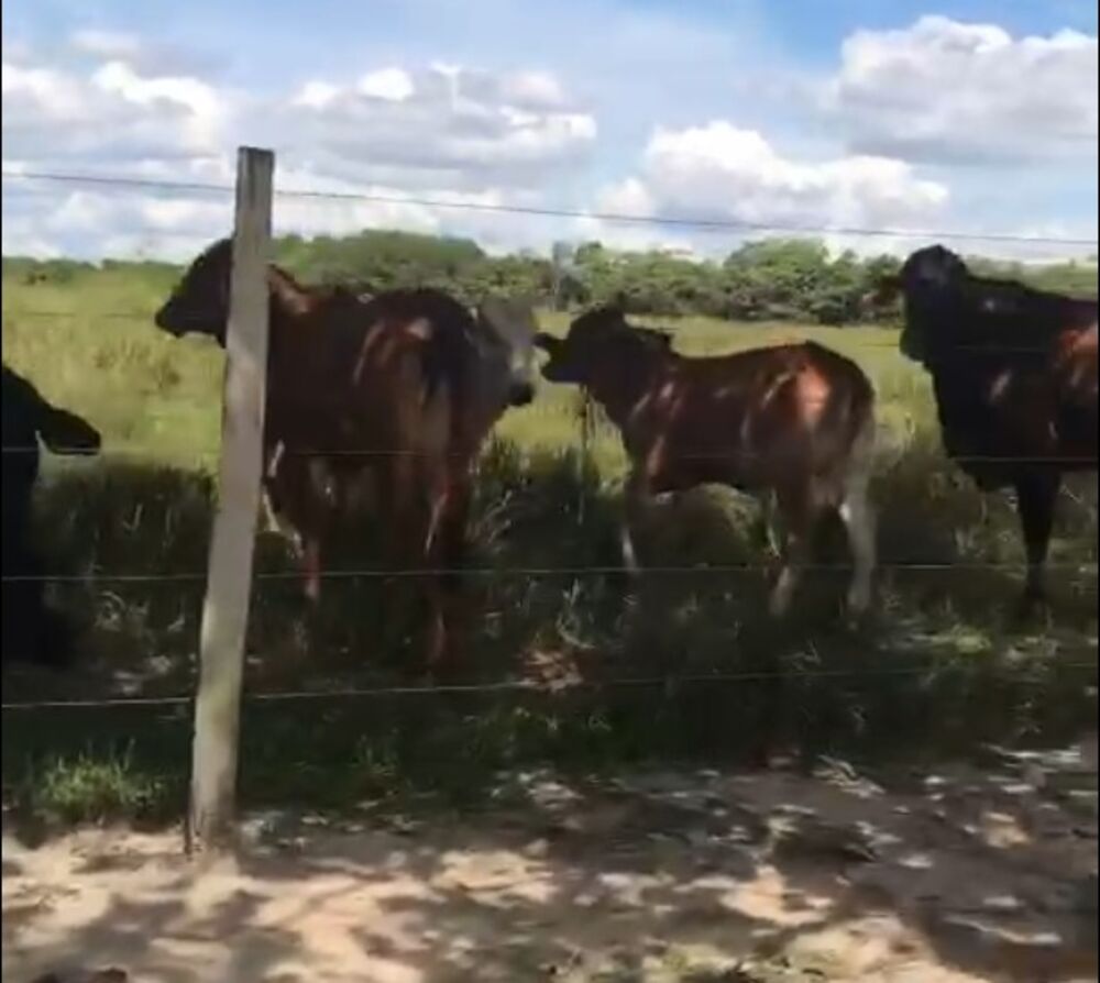 Fazenda, 87 m² - Foto 6