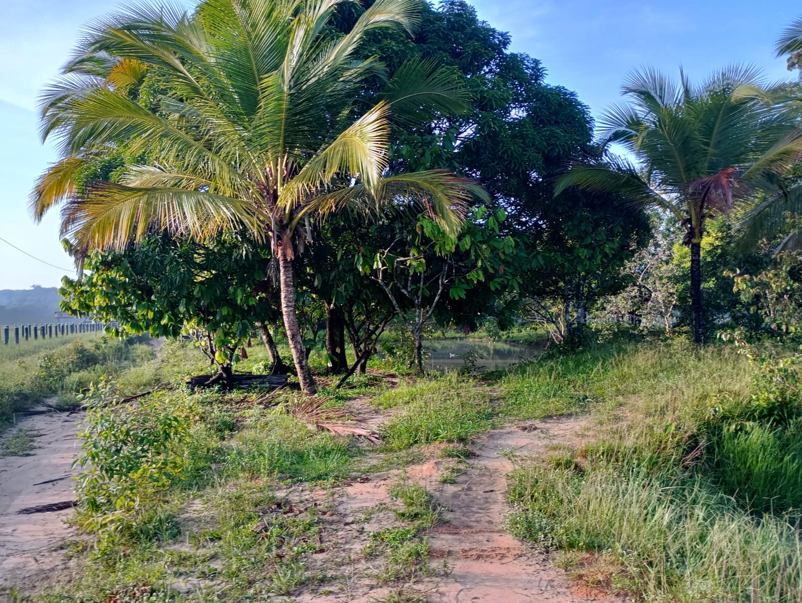 Fazenda à venda com 3 quartos, 125m² - Foto 38