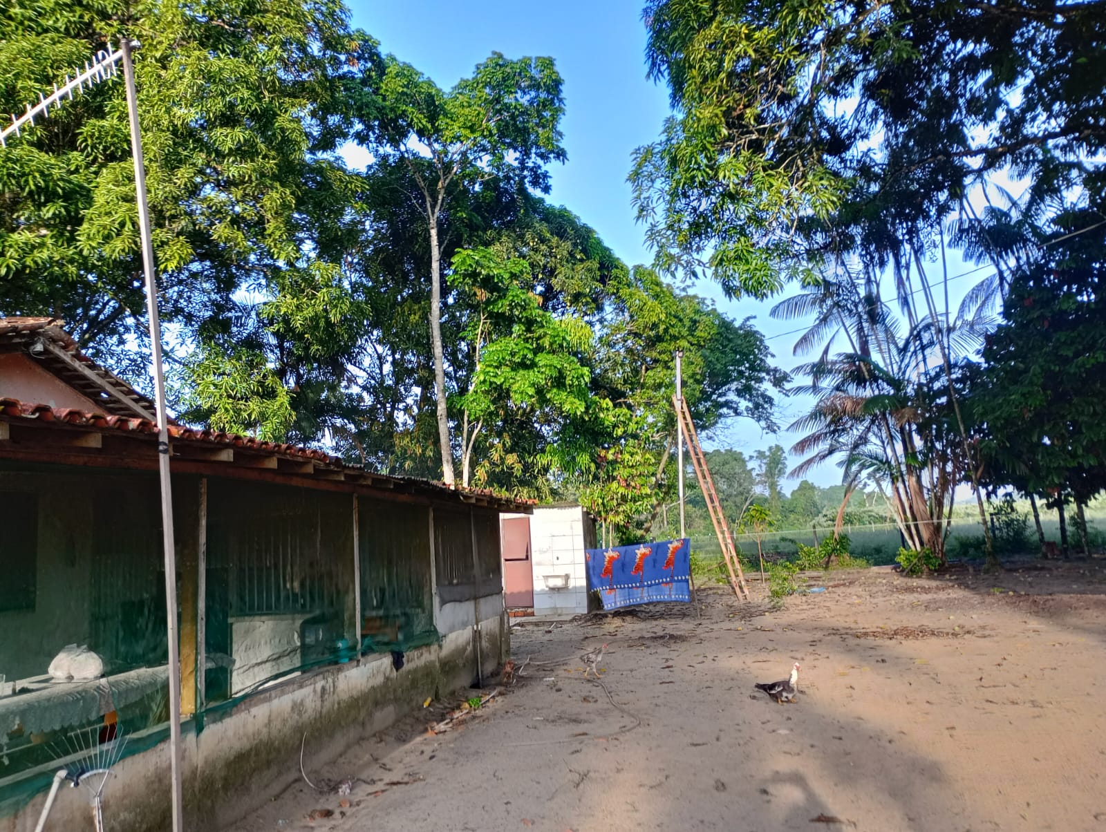 Fazenda à venda com 3 quartos, 125m² - Foto 41