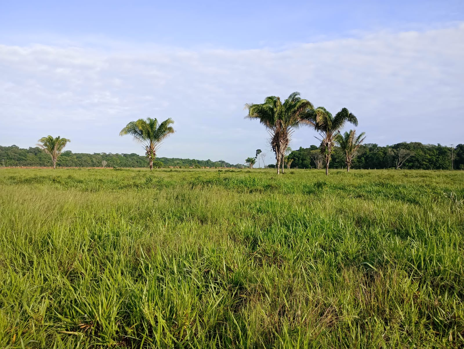 Fazenda à venda com 3 quartos, 125m² - Foto 6