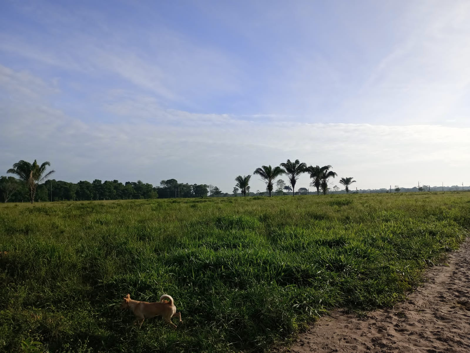 Fazenda à venda com 3 quartos, 125m² - Foto 30