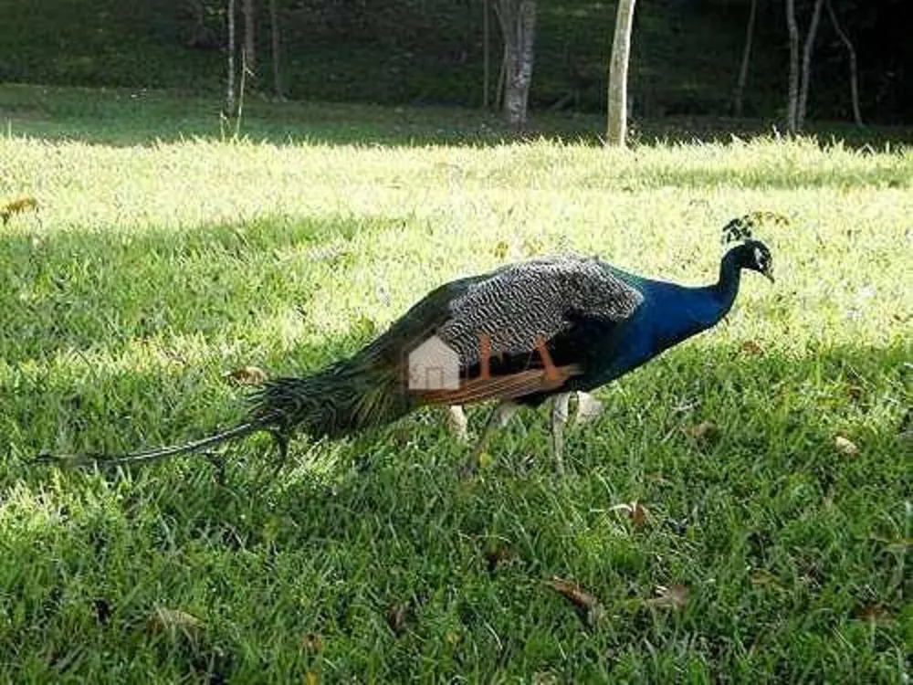 Loteamento e Condomínio, 1000 m² - Foto 3