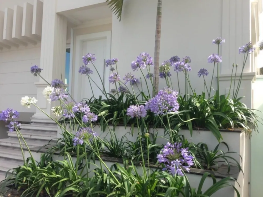 Casa, 7 quartos, 600 m² - Foto 12