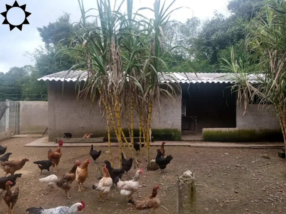Sítio, 3 quartos, 2000 m² - Foto 5
