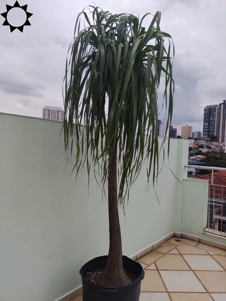 Casa, 3 quartos, 230 m² - Foto 7