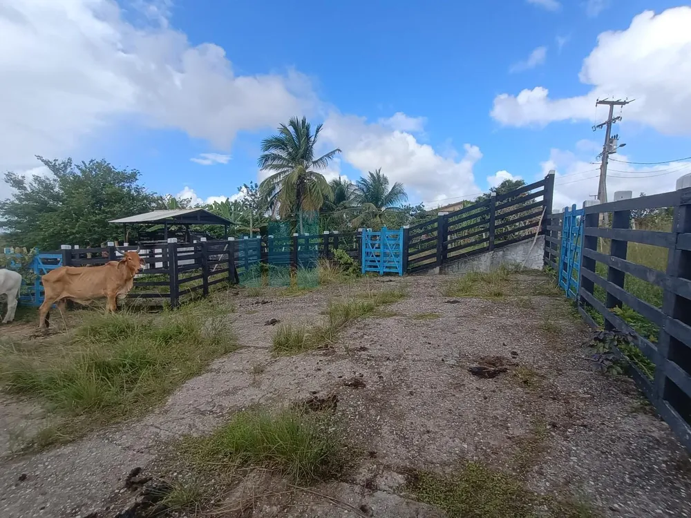 Fazenda, 101 hectares - Foto 10
