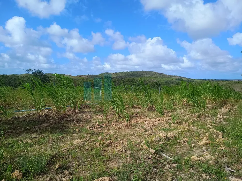 Fazenda, 101 hectares - Foto 6
