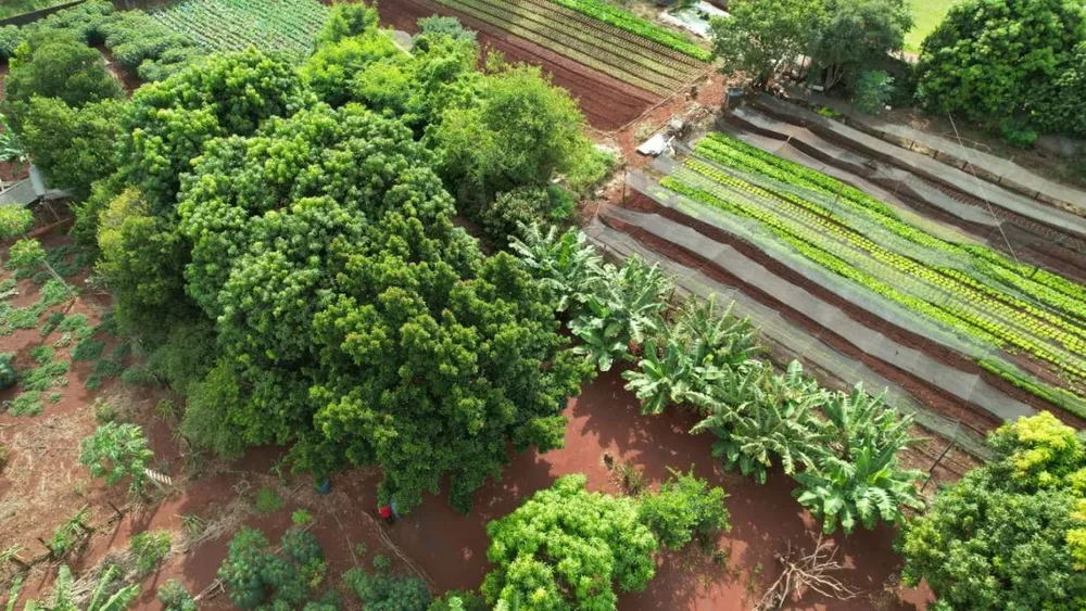 Chácara, 1 hectares - Foto 10