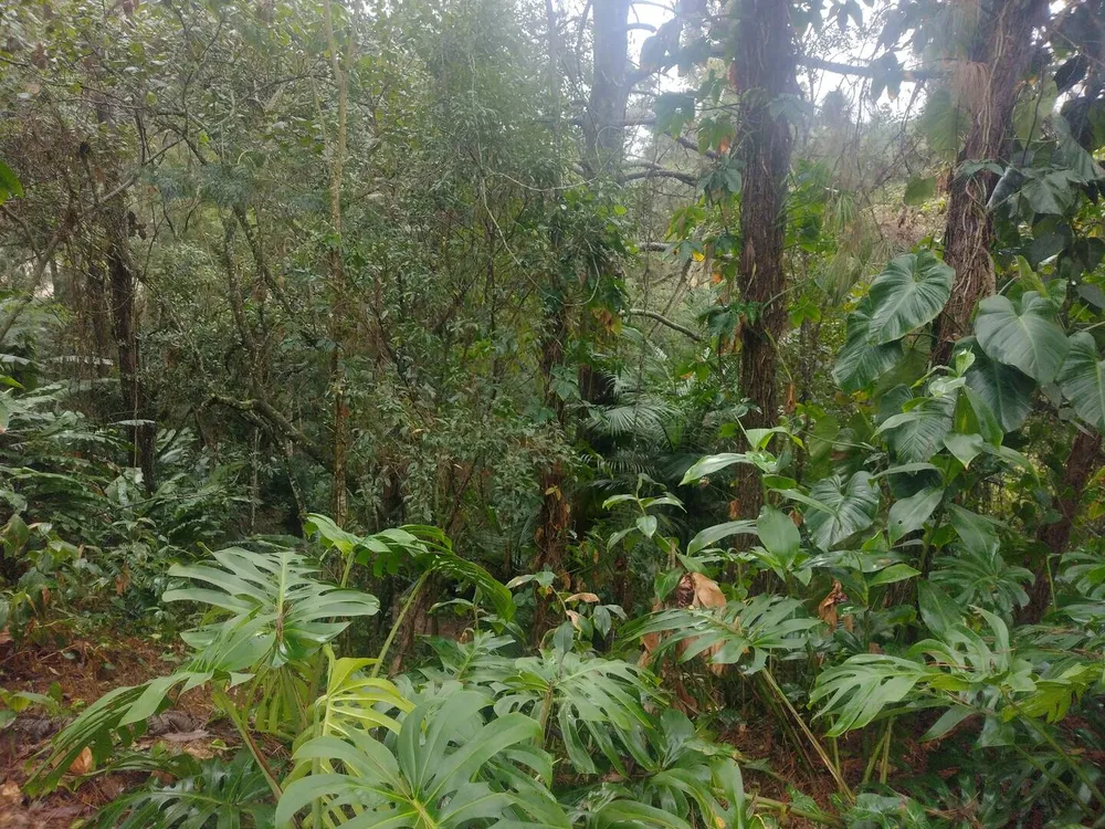 Terreno, 600 m² - Foto 13