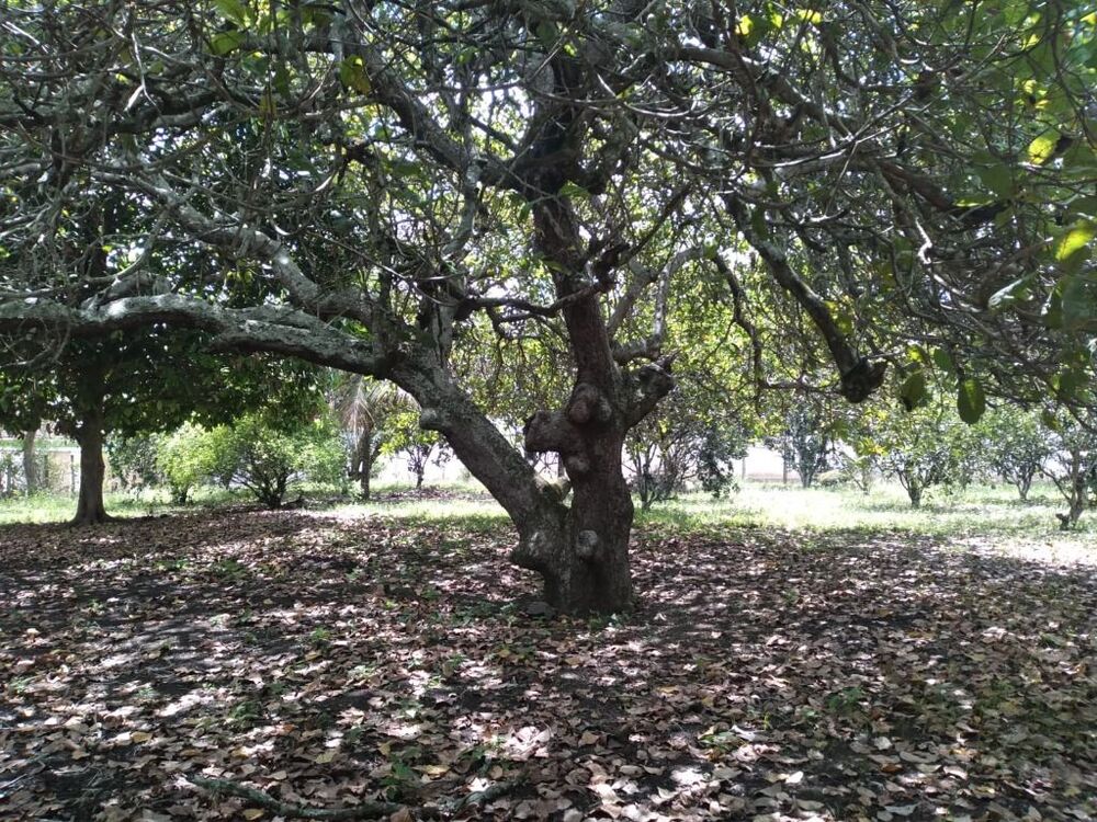 Terreno, 2800 m² - Foto 7