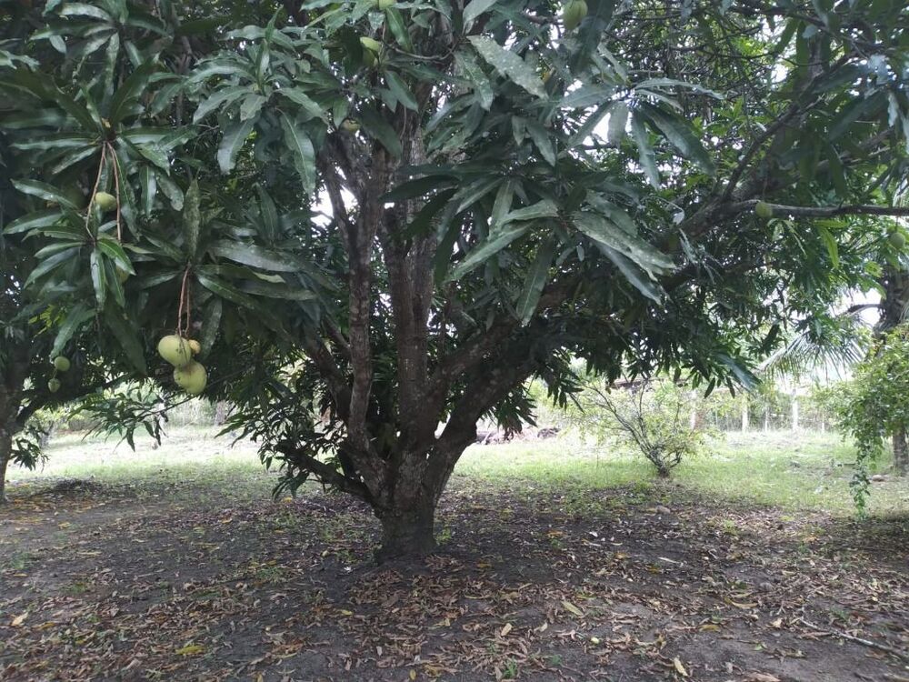 Terreno, 3000 m² - Foto 1