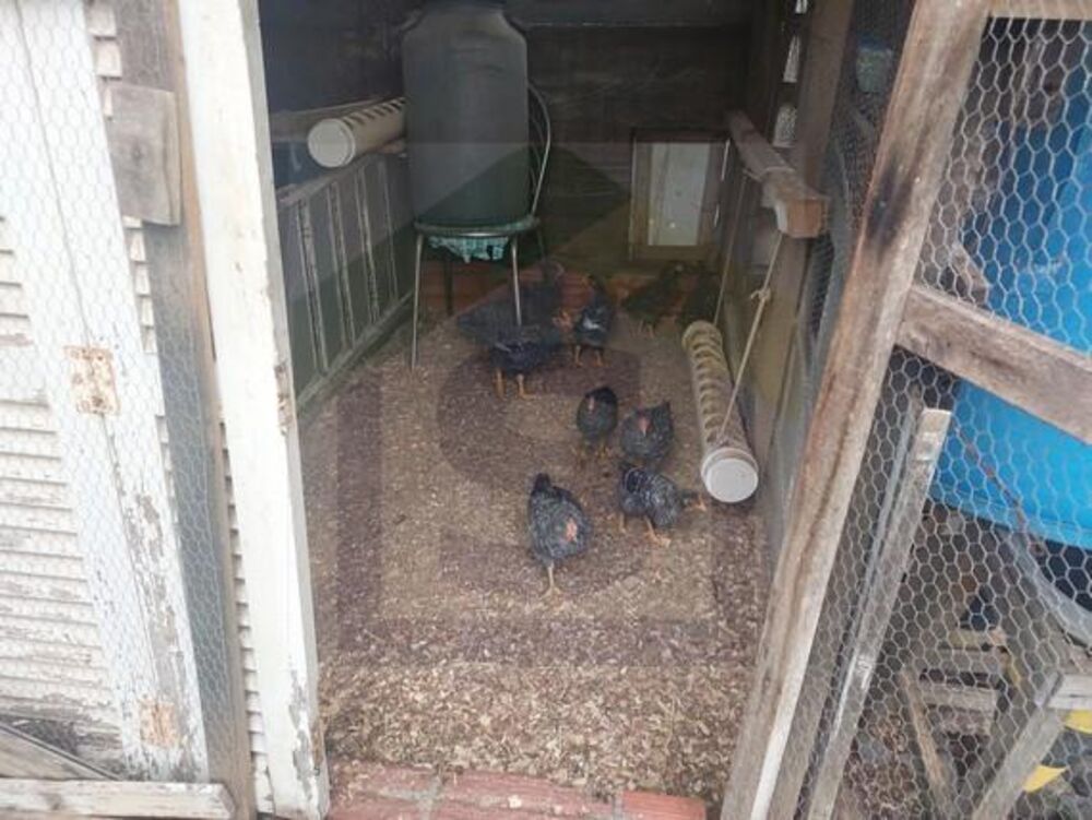 Chácara, 3 quartos, 900 m² - Foto 8