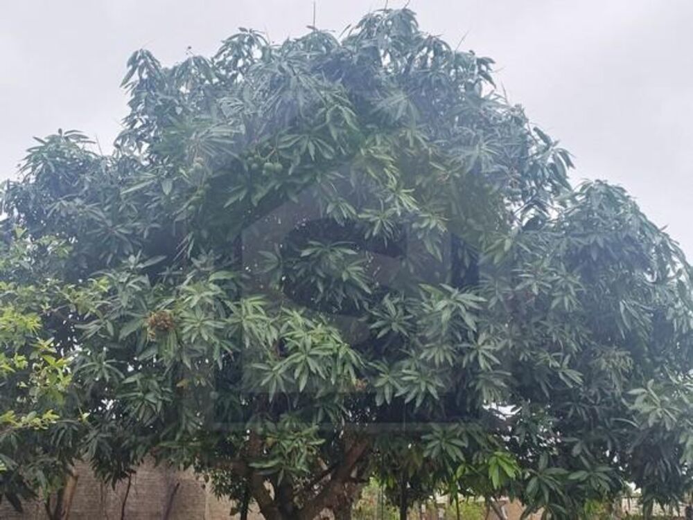 Chácara, 3 quartos, 900 m² - Foto 6