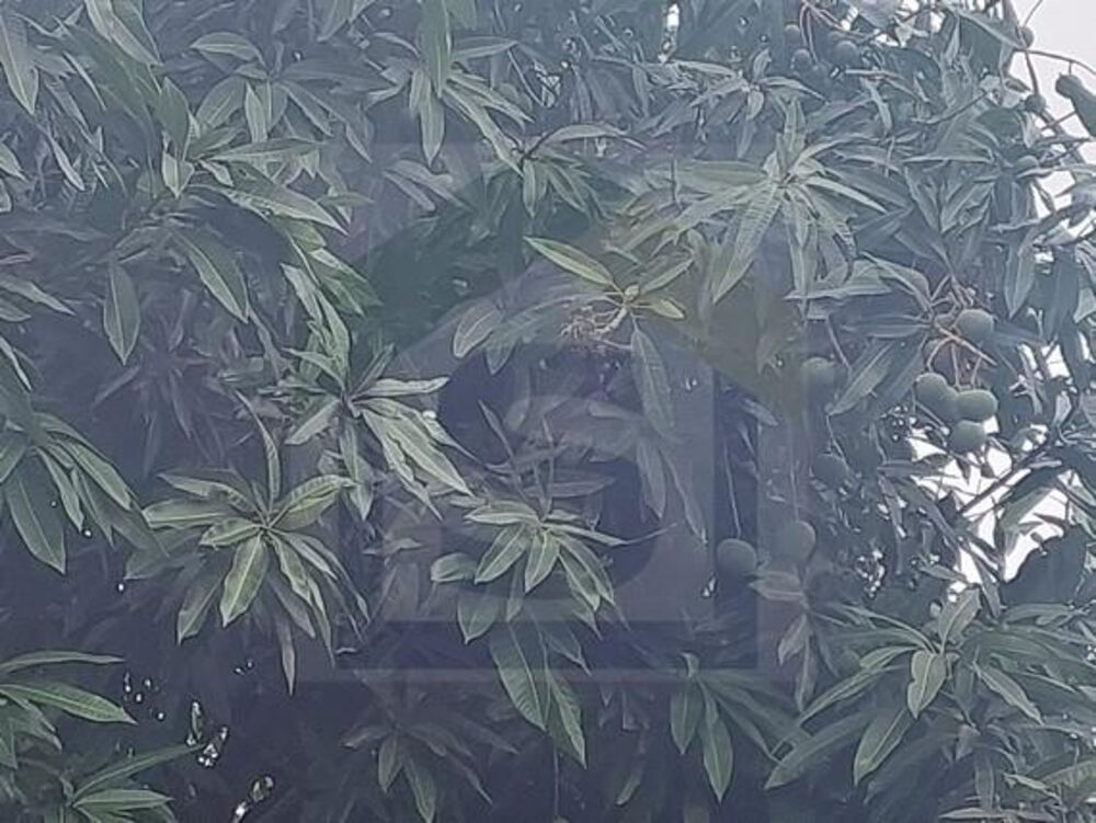 Chácara, 3 quartos, 900 m² - Foto 10