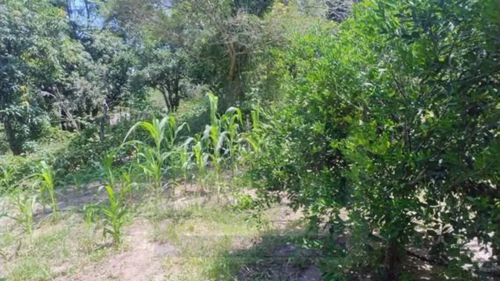 Chácara, 3 quartos, 2 hectares - Foto 12
