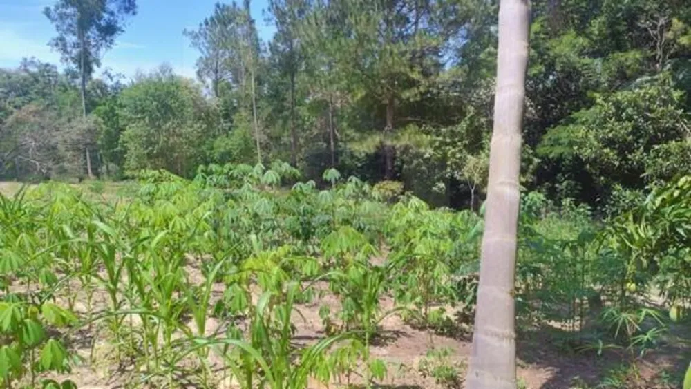 Chácara, 3 quartos, 2 hectares - Foto 11