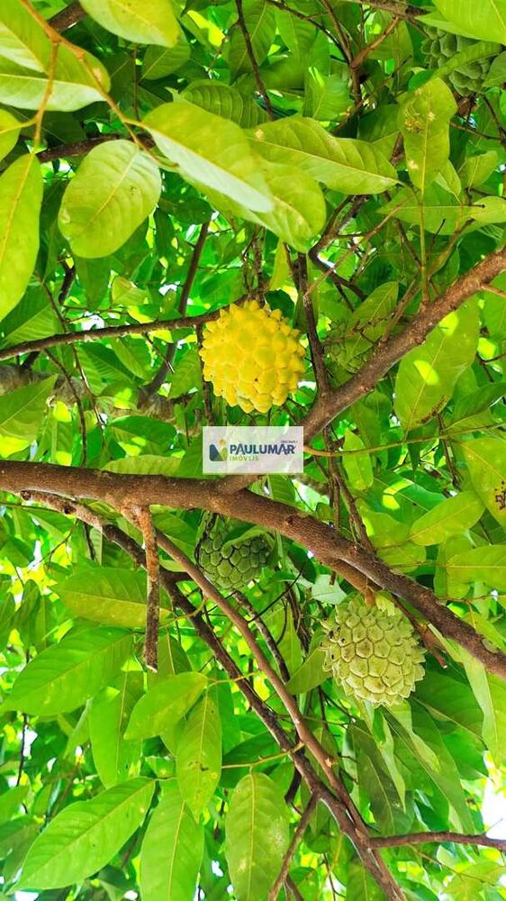 Chácara, 3 quartos, 1030 m² - Foto 11