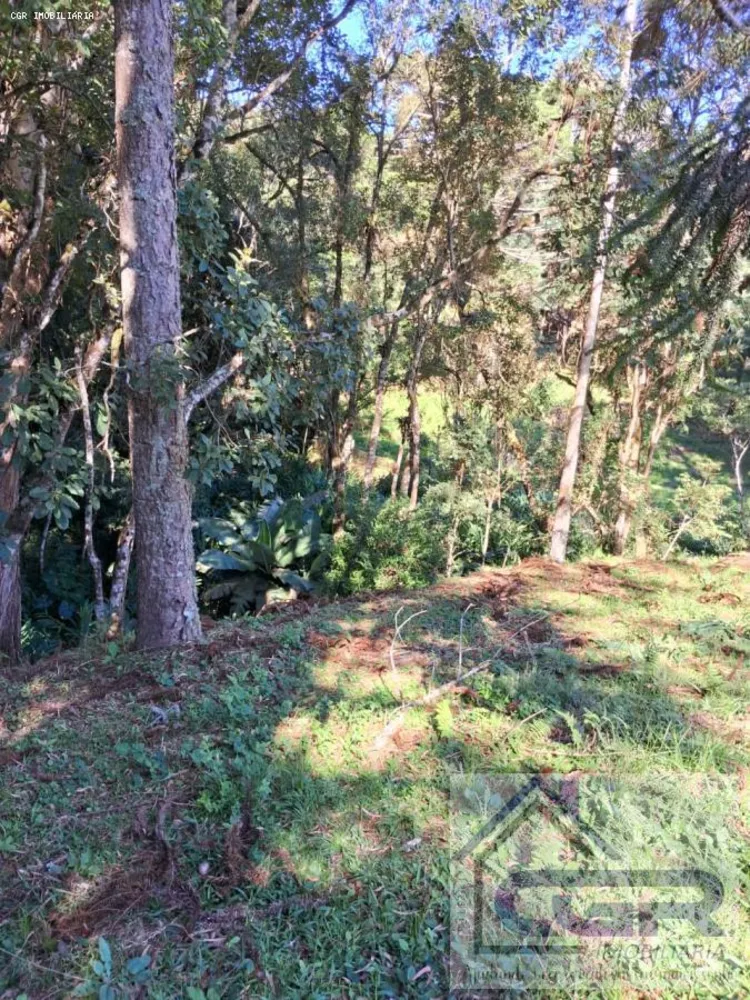 Chácara, 5 hectares - Foto 7