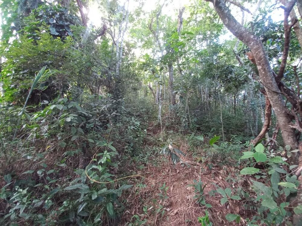 Chácara à venda com 3 quartos, 5000m² - Foto 16