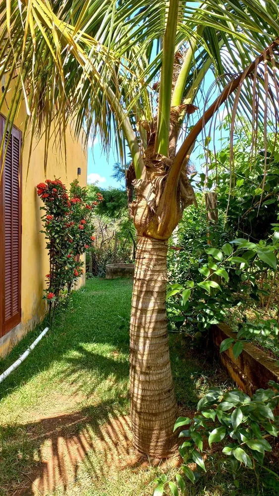 Chácara, 3 quartos - Foto 7