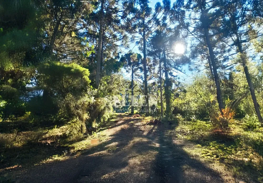 Sítio, 3 quartos, 10000 m² - Foto 1