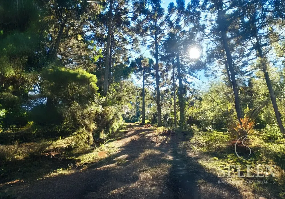 Sítio, 3 quartos, 10000 m² - Foto 6