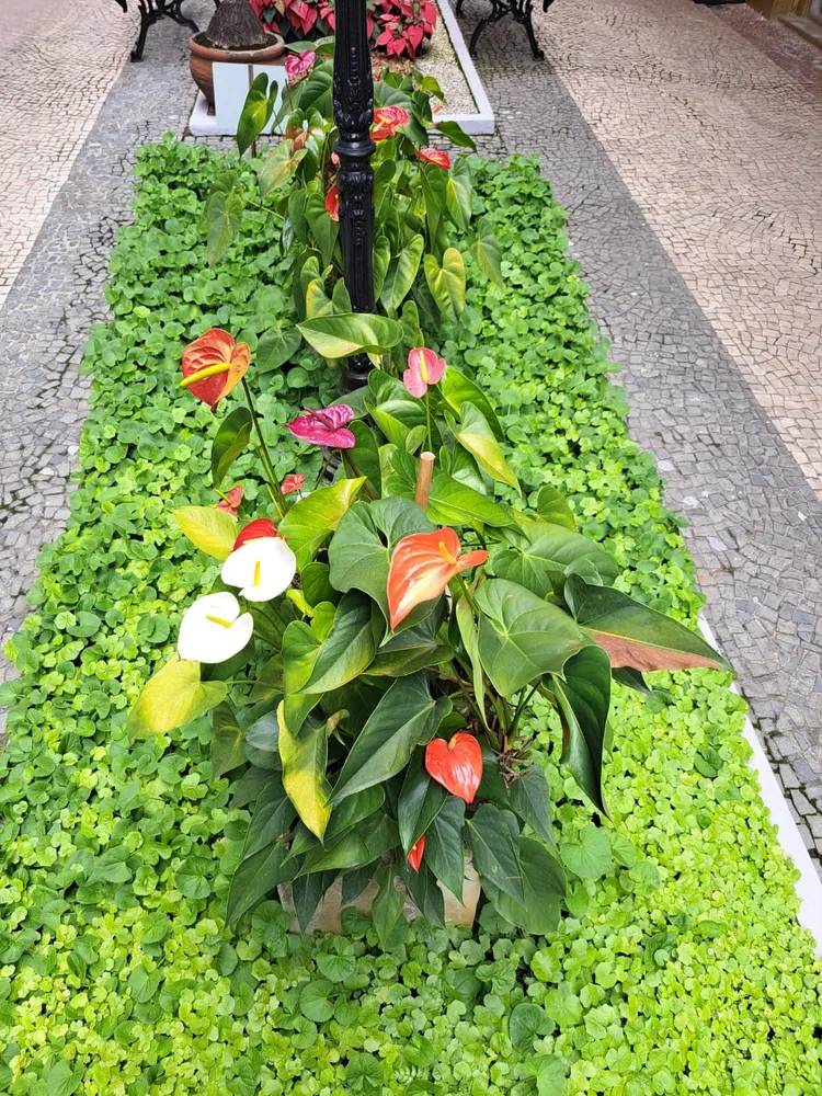 Loja-Salão, 40 m² - Foto 12