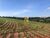 Terreno, 53 hectares - Foto 6